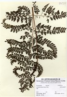 藏品(臺灣兩面複葉耳蕨)的圖片